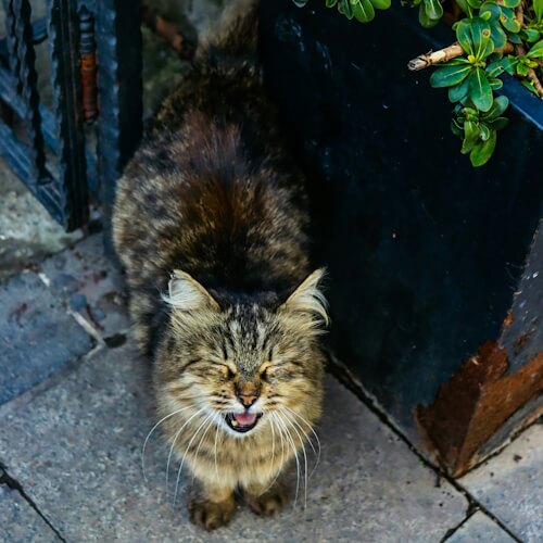 Fluffy brown tabby cat meowing outdoors next to a planter.