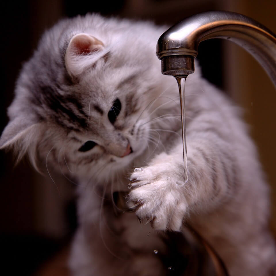 Fluffy gray cat playing with water from a faucet.