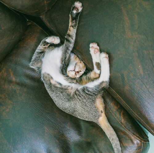A kitten sprawled out and sleeping in a quirky position on a leather couch.