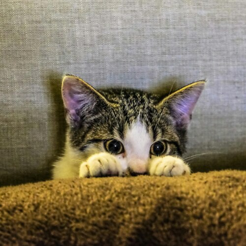 Adorable kitten peeking over a brown blanket.