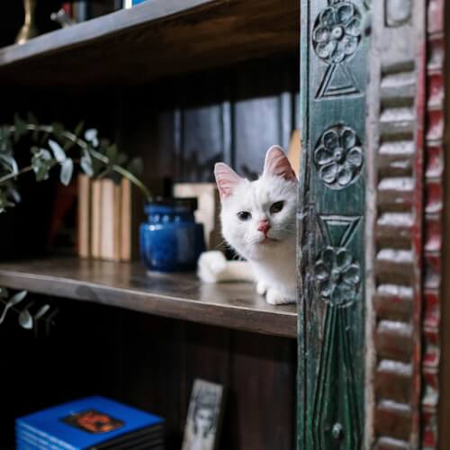 White cat peeking from a wooden shelf with books and decor.