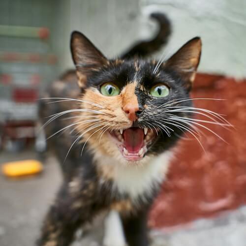 Calico cat with wide green eyes, meowing energetically.