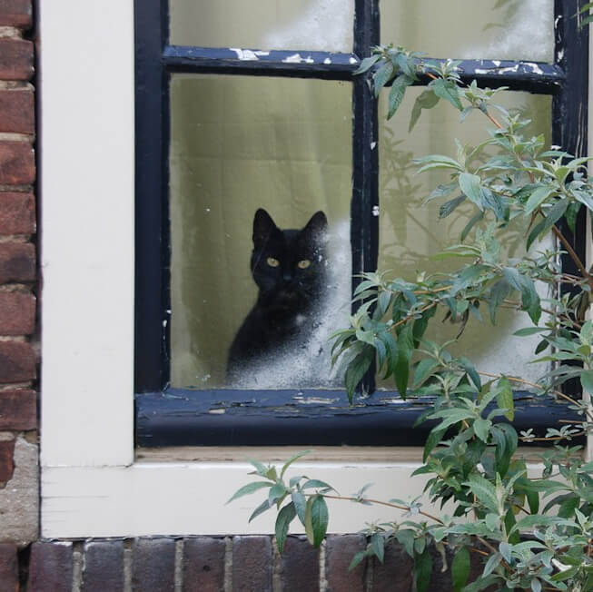 Sleek black cat with yellow eyes sitting behind a frosty window.
