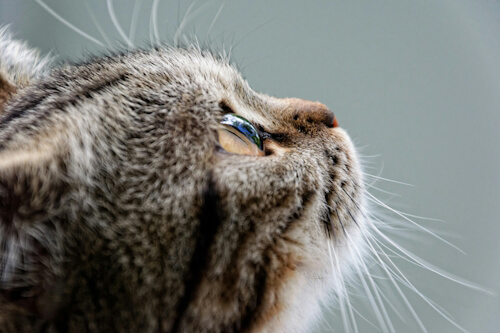 Close-up side profile of a tabby cat looking upwards with focused eyes and long whiskers.