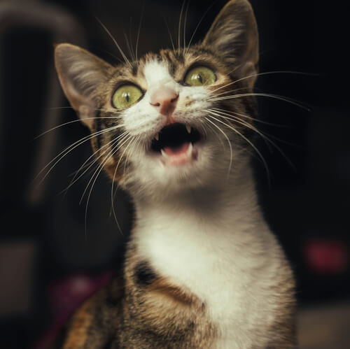 Tabby and white cat with wide green eyes, meowing excitedly.