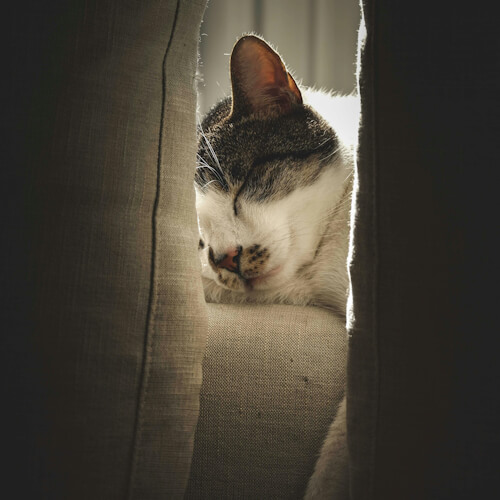A cat peacefully sleeping between two cushions, bathed in soft sunlight.