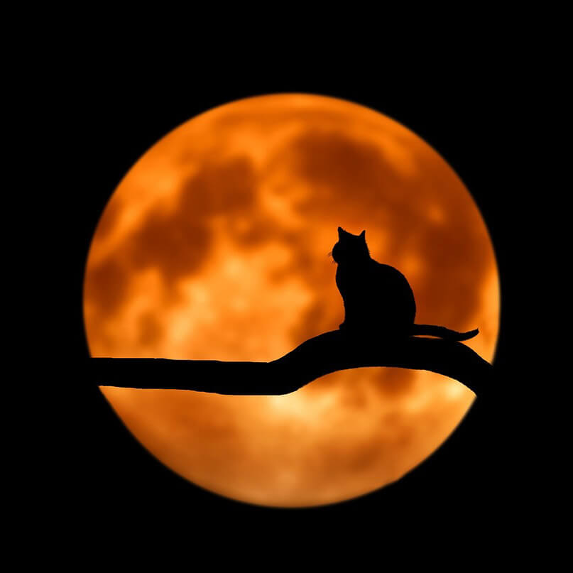 Silhouette of a cat on a tree branch with a glowing full moon in the background.