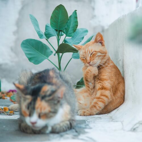 Two cats relaxing outdoors, with one orange cat and a calico cat resting.