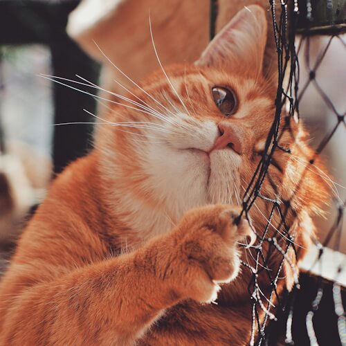 Orange tabby cat playing with a net.