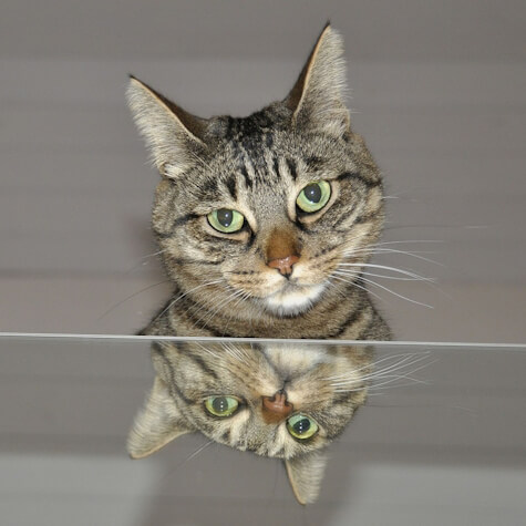 Tabby Cat and Reflection abby cat with green eyes and its reflection in a glass surface.