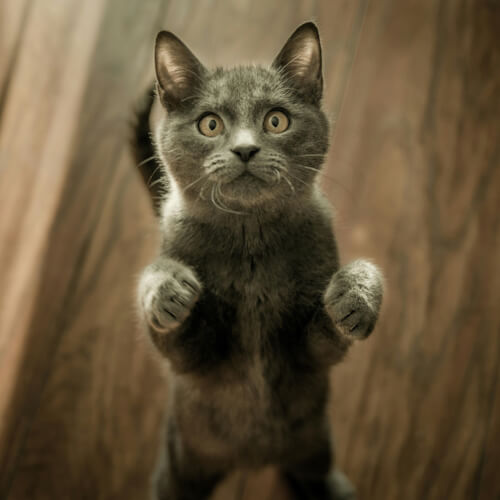Gray kitten standing on hind legs with a curious expression.