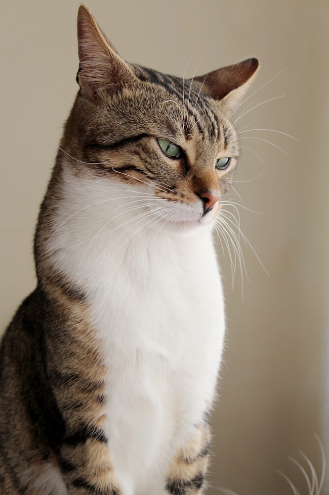 Tabby cat with green eyes looking to the side.