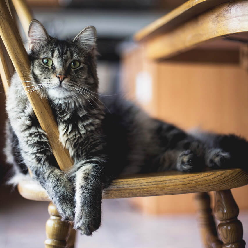Long-haired tabby cat with green eyes lounging on a wooden chair.