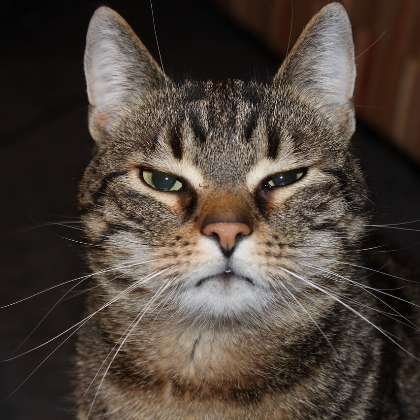 Short-haired tabby cat with an intense and somewhat grumpy expression.
