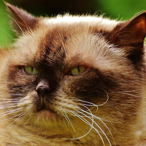 Close-up of a grumpy-looking cat with brown and cream fur.