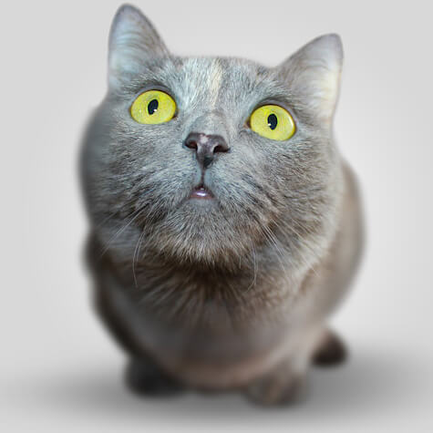 Curious Gray Cat Gray cat with wide yellow eyes looking up.