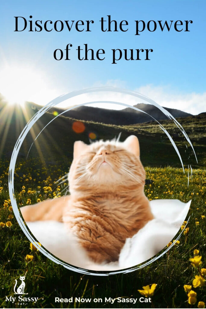 Orange tabby cat basking in the sunlight with a serene expression, surrounded by a meadow of yellow flowers.