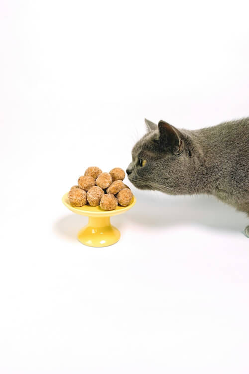 A gray cat sniffing a yellow pedestal with gourmet treats, showcasing its refined taste.