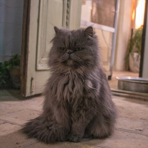 Apollo the cat sitting majestically outside a building with a serious expression.
