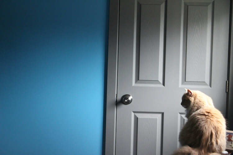A fluffy cat sitting and staring intently at a closed gray door, symbolizing the theme of feline curiosity and escape.
