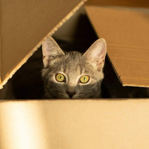 Gray cat named Archie peeking out from inside a cardboard box.