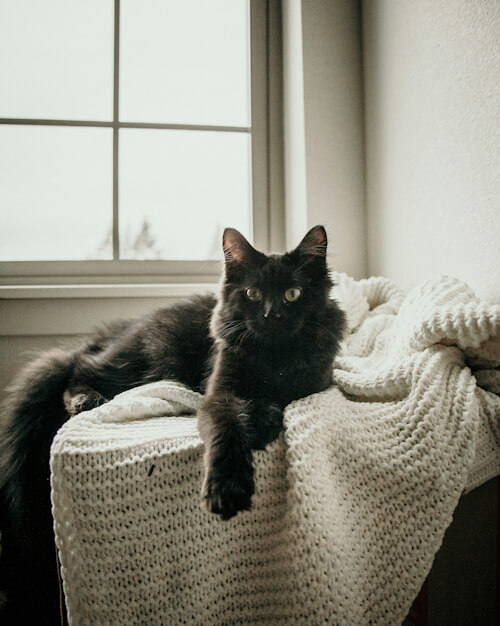 Black cat lounging on a knitted blanket by a window