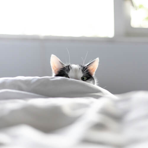 Black and white cat peeking over a blanket with only its ears and eyes visible.