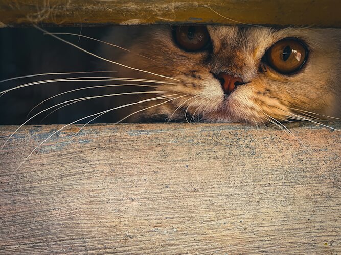 A curious cat peeking through a wooden gap with wide, bright eyes