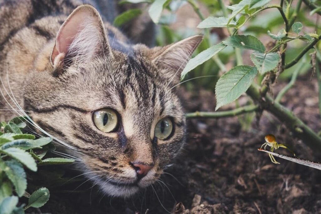 Cat intently watching a spider on a twig.