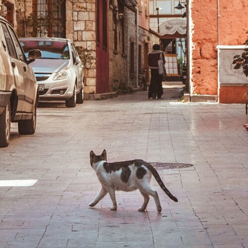 Blu the cat walking confidently down a narrow alleyway.