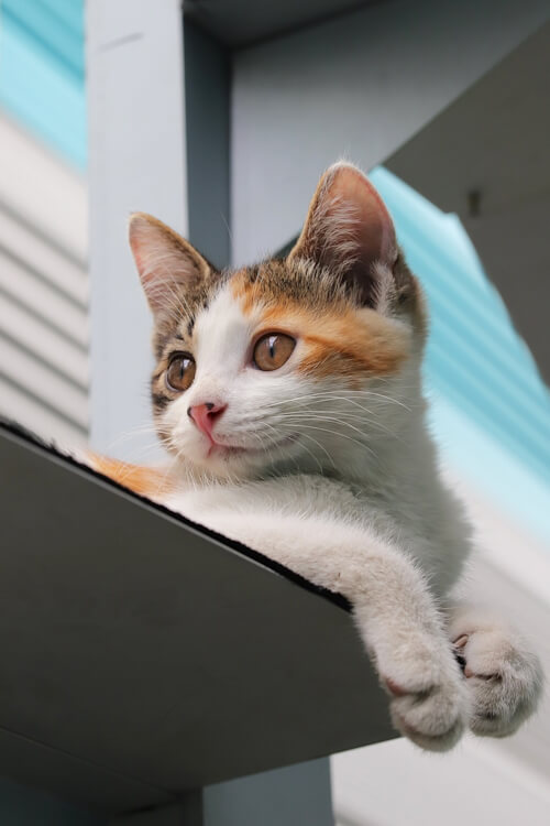 Calico cat lounging on a ledge, gazing into the distance.