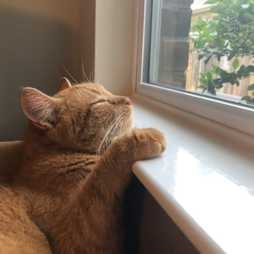 Ginger cat resting peacefully by a window, gazing outside.