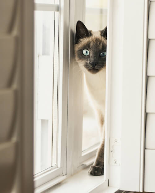 Siamese cat peeking through a window with bright blue eyes