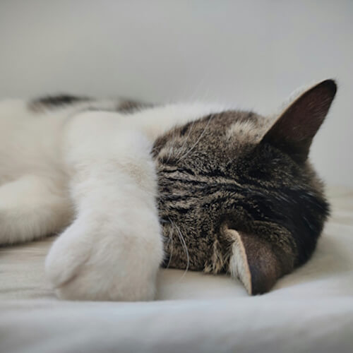 Tabby cat with white paws napping with its paw covering its face.