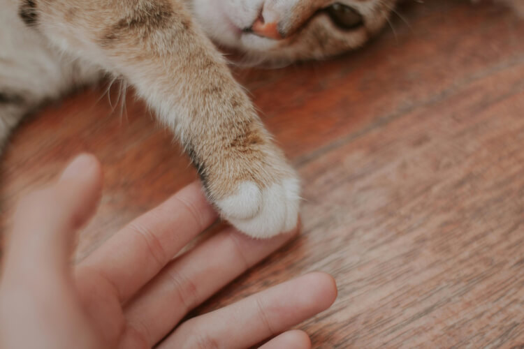 A close-up of a cat's paw gently touching a human's fingers, symbolizing tender feline affection.