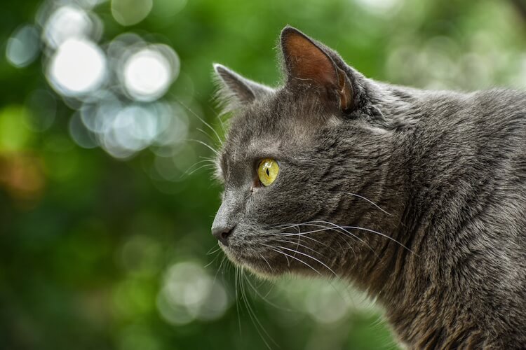 Gray cat with yellow eyes staring intently to the side.