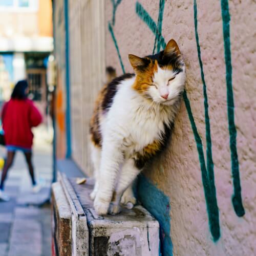 Daisy the cat rubbing against a wall in an alleyway with a content expression.