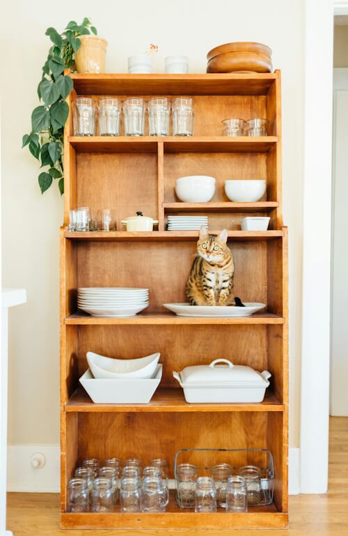 Bengal cat sitting on a shelf among dishes and glassware