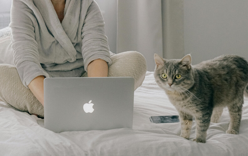A grey tabby cat stands on a bed next to a person using a laptop, illustrating the attentive nature of a Shadow Cat.