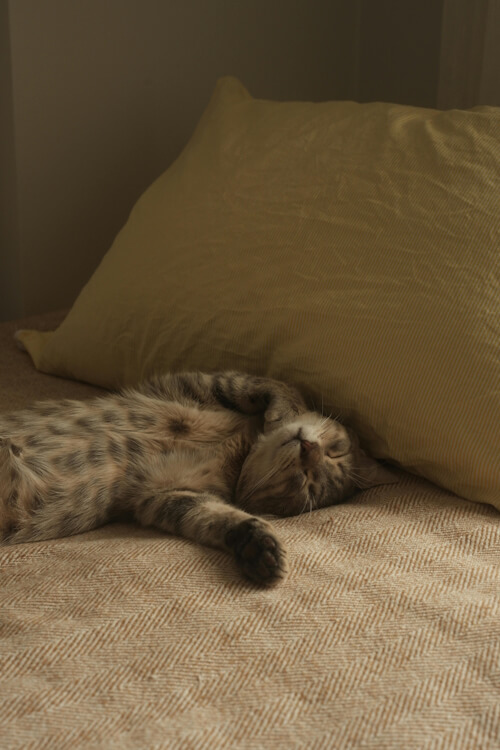 Spotted tabby cat named Dexter napping on a bed next to a yellow pillow.