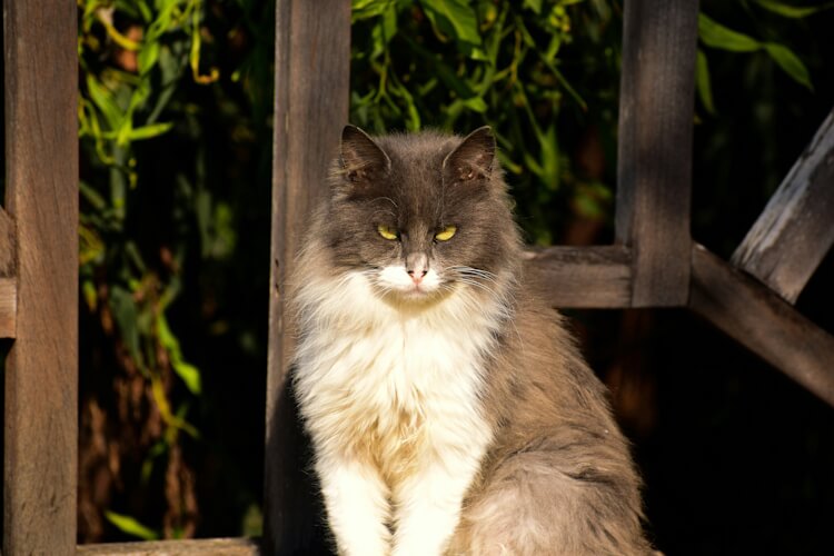 A fluffy gray and white cat giving a disdainful stare
