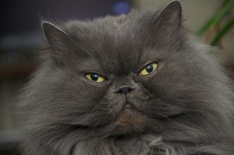 A fluffy grey cat with intense yellow eyes giving a disdainful stare