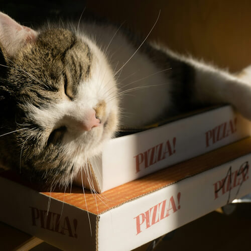Cat named Goose lounging on top of pizza boxes.