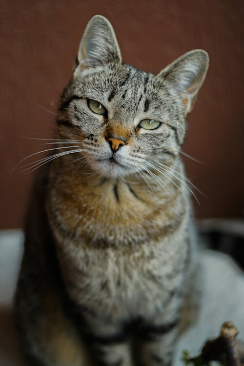 A tabby cat giving a disdainful stare