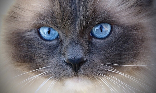 Close-up of Henry the cat with stunning blue eyes and a calm expression.
