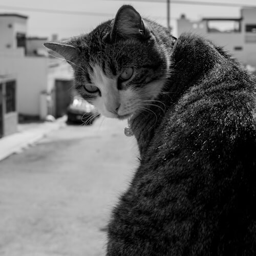 Isa the cat looking over her shoulder in an alleyway with a watchful expression.
