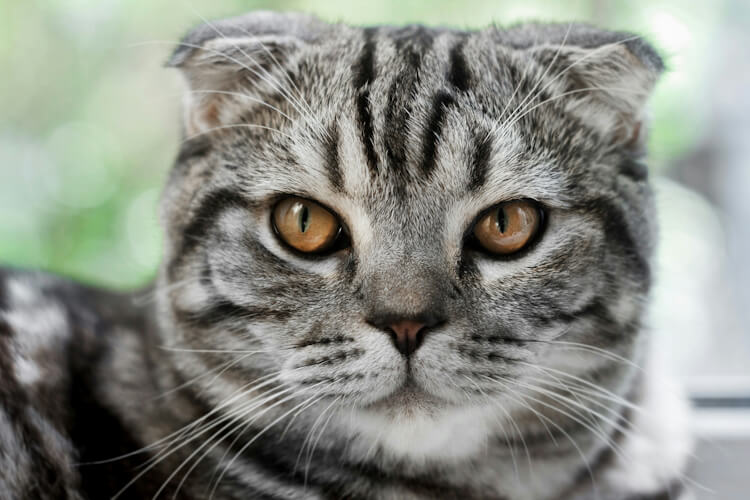 A tabby cat with piercing orange eyes giving a disdainful stare
