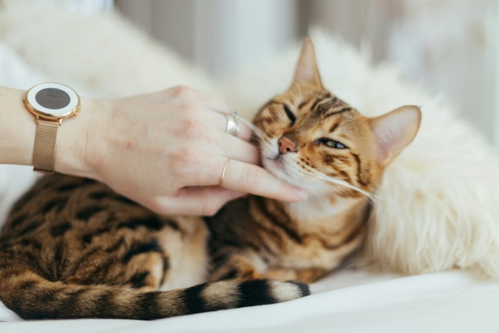 A contented Bengal cat being gently scratched under the chin by a human hand.