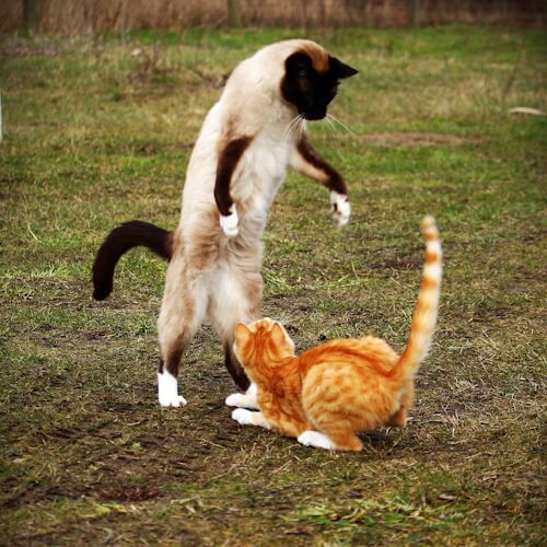 "Siamese and orange tabby cats playing in a grassy field"