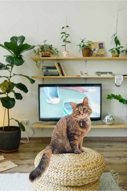 Brown tabby cat sitting on a pouf in front of a television.